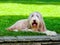 Dutch shepherd dog lying on fresh green grass in public park