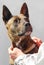 Dutch shepherd dog portrait over grey background