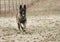 Dutch Shepherd Dog running toward the viewer.