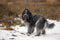 Dutch Shepherd Dog (Schapendoes) on the heath in winter