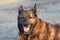 Dutch Shepherd Dog smiling