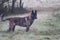 Dutch Shepherd dog standing in a field, off leash, with tags