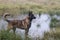 Dutch Shepherd dog standing in water, off leash