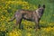 Dutch Shepherd Dog standing in Yellow Flowers