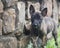Dutch Shepherd puppy eating grass, outdoors by a rock wall