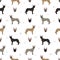 Dutch shepherd seamless pattern. Different poses, coat colors set