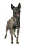 Dutch shepherd in studio