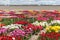 Dutch show garden with several kind of colorful tulips.