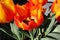Dutch spring. close up of a red and yellow tulip, with bright colors, iconic symbol of amsterdam