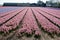 Dutch spring, colorful yellow daffodils in blossom on farm fields in april near Lisse, North Holland, the Netherlands