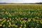 Dutch spring, colorful yellow daffodils in blossom on farm fields in april near Lisse, North Holland, the Netherlands