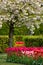 Dutch spring garden \'Keukenhof\' in Holland