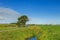 Dutch summer polder landscape in perspective with roadway and adjacent ditch and green meadows