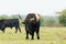 Dutch Taurus bull standing in the Maashorst in Brabant, the Netherlands