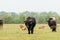 Dutch Taurus bull walks through the Maashorst nature reserve in Brabant, the Netherlands