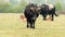 Dutch Taurus bull walks through the Maashorst nature reserve in Brabant, the Netherlands