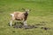 Dutch Toggenburg goat, crossbreeding between Drenthe land goat and Swiss Toggenburg goat, standing in meadow, Netherlands