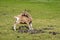 Dutch Toggenburg goat grooming, licking and nibbling at fur on back, Netherlands