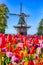 Dutch Traveling. Blooming Colorful Tulips In Keukenhof Public Flower Garden With Traditional Dutch Windmill In Background