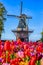 Dutch Traveling. Blooming Colorful Tulips In Keukenhof Public Flower Garden With Traditional Dutch Windmill In Background