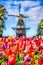 Dutch Traveling. Blooming Colorful Tulips In Keukenhof Public Flower Garden With Traditional Dutch Windmill In Background