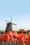 Dutch Tulip Bulbs Field and Windmill Landscape