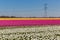 Dutch tulip field with wind turbines and power pylon