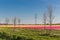 Dutch tulip field with wind turbines and power pylon