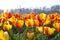 Dutch Tulip fields