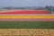 Dutch Tulip fields