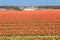 Dutch tulip fields in spring