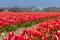 Dutch tulip fields in spring