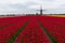 Dutch Tulip Windmill Landscape