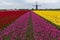 Dutch Tulip Windmill Landscape