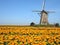 Dutch Tulip Windmill Landscape