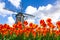 Dutch Tulip Windmill Landscape