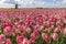 Dutch Tulip Windmill Landscape