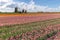 Dutch Tulip Windmill Landscape