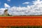 Dutch Tulip Windmill Landscape