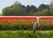 Dutch tulips field with Grey Heron