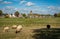 Dutch village Dalfsen in Province Overijssel, scenery with church tower, bridge over the river Vecht and sheep in the foreground