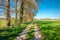 Dutch walking trail along lush green fields and small forests