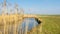 Dutch waterlandscape with reed along the water