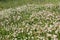 Dutch white clover lawn in the meadow