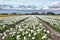 Dutch white daffodil bulb field