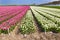 Dutch white and pink tulips in a flower field in Holland under a sunny blue sky