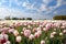 Dutch white and red tulips in sunshine