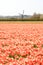 Dutch wind mill and red tulip fields