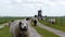 Dutch wind mill with sheep