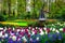 Dutch windmill and colorful fresh tulips in Keukenhof park, Netherlands